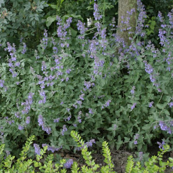 Die 8 Schnsten Dauerblher Fr Den Garten Freudengarten